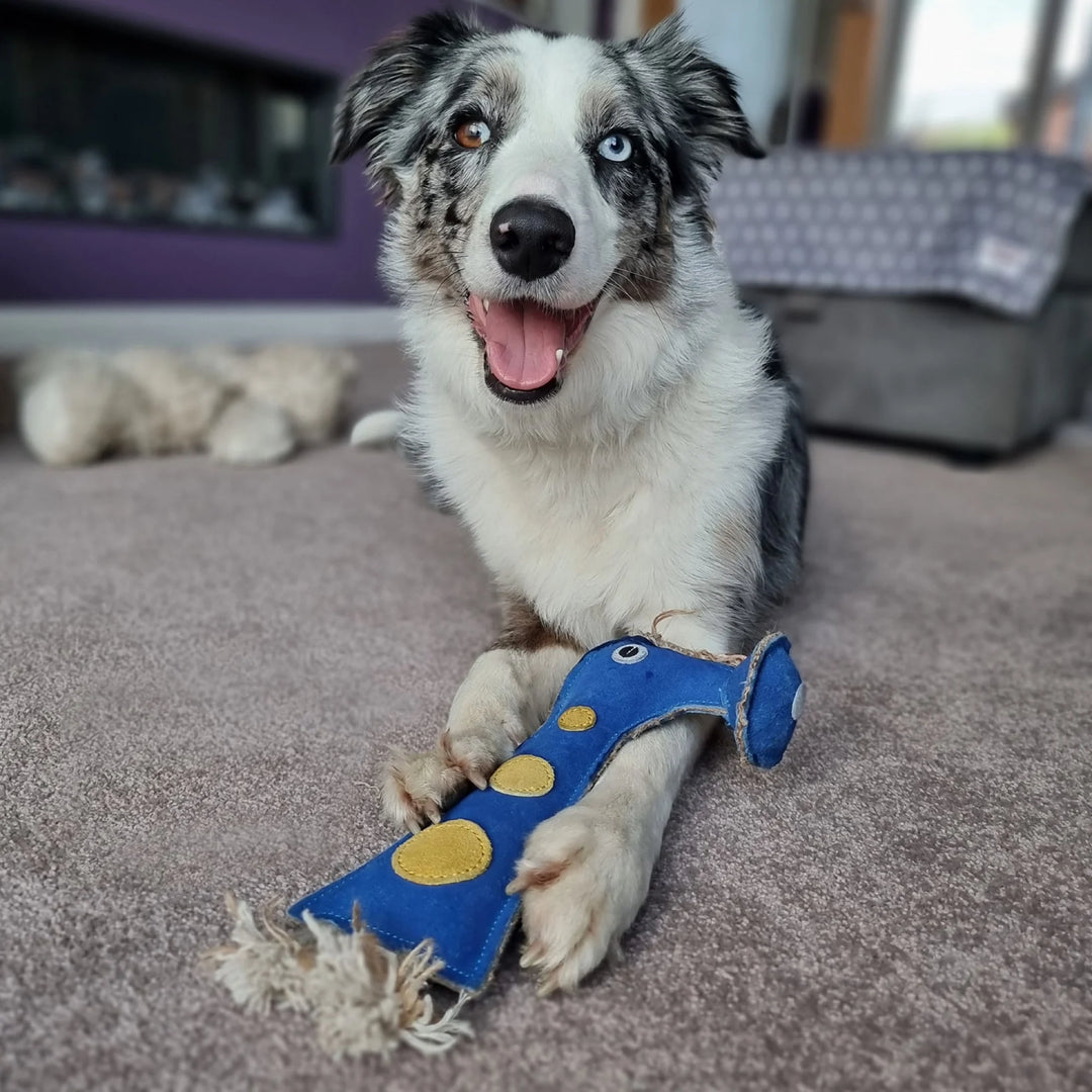 Smorg from Green Planet eco dog toy by Green and Wild’s for small and medium sized dogs shown indoors with Border Collie supplied by Paw Branch