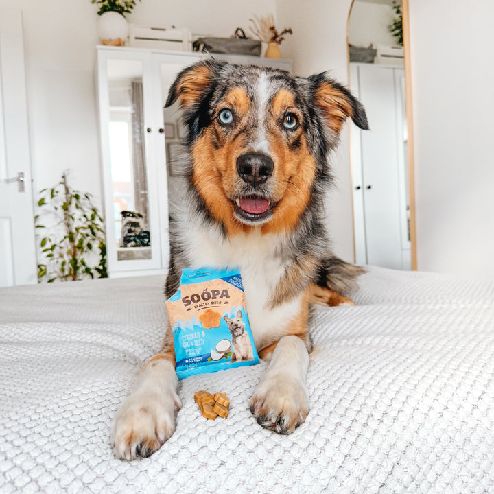 dog sitting on bed with a package of oopa_Healthy_Bites_Coconut_Chia_Seed_Dog_Treats in front