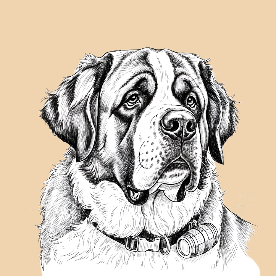 Sketch of a St. Bernard, extra large dog breed featured in The Puggly Club eco friendly birthday boxes