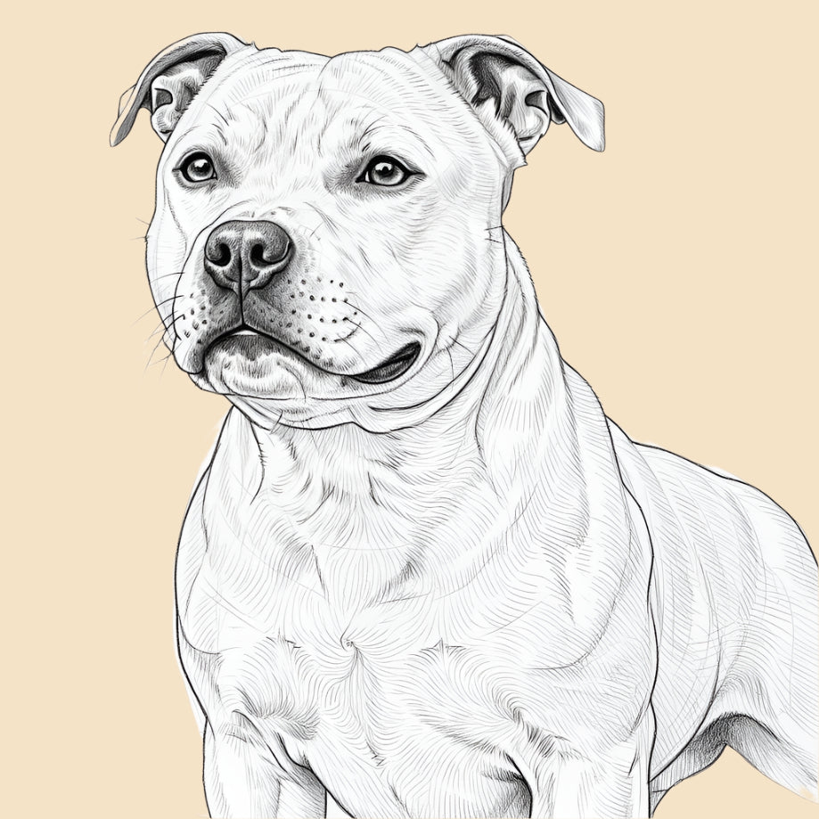 Sketch of a Staffordshire Bull Terrier, medium dog breed featured in The Puggly Club eco friendly birthday boxes