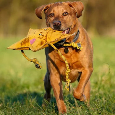 Star XL Eco Dog Toy made from natural suede, jute, and rope, outdoor picture of large dog running and carrying Star toy in mouth, designed for large sized and extra large sized dogs supplied by Paw Branch