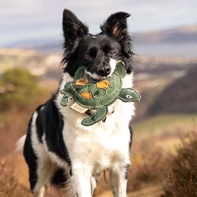 Black and white Border Collie holding the green Tara Turtle toy by Miro & Makauri on a hill, supplied by Paw Branch.