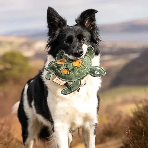 Border Collie playing outdoors with Tara the Turtle eco leather dog toy
