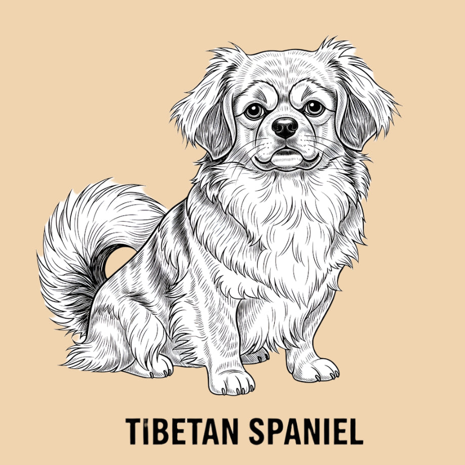 Sketch of a Tibetan Spaniel – small dog breed featured in The Puggly Club eco-friendly birthday boxes