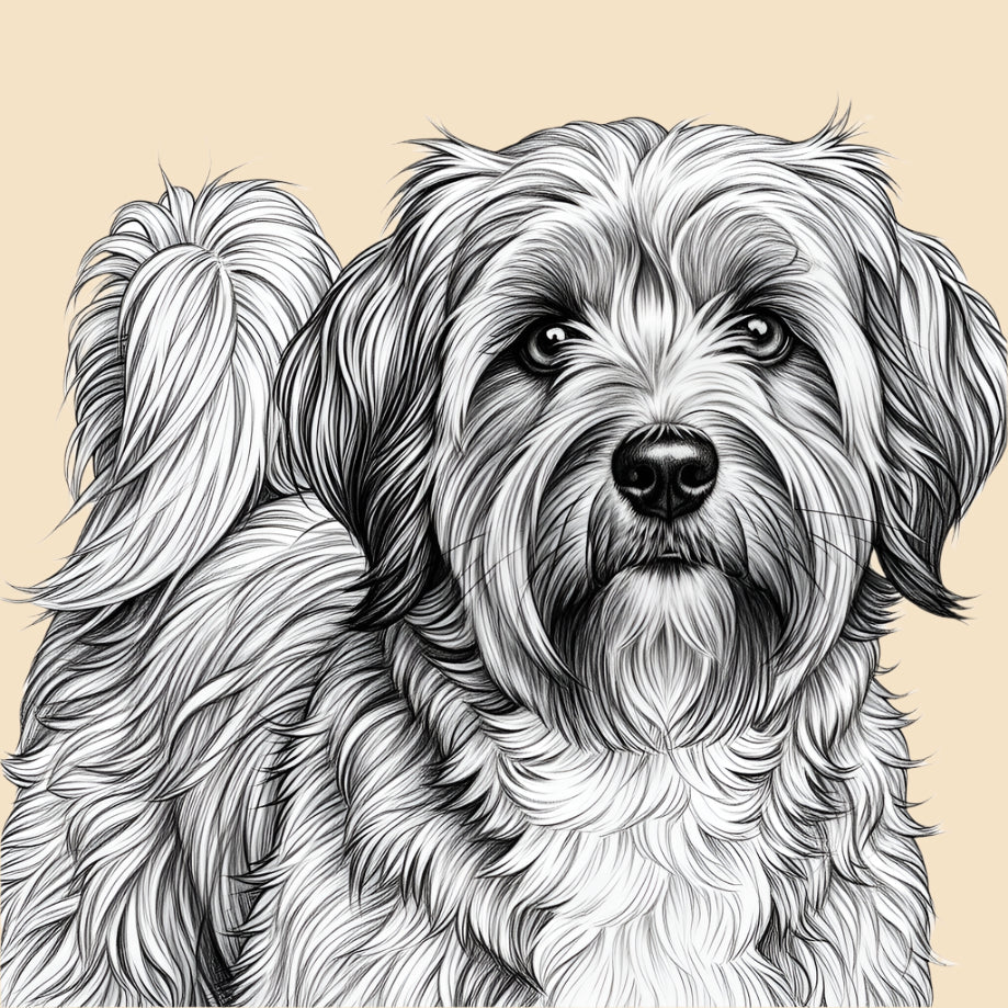 Sketch of a Tibetan Terrier, medium dog breed featured in The Puggly Club eco friendly birthday boxes