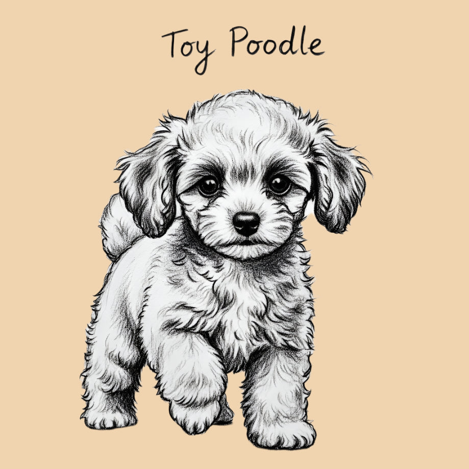 Sketch of a Toy Poodle – extra small dog breed featured in The Puggly Club eco-friendly birthday boxes