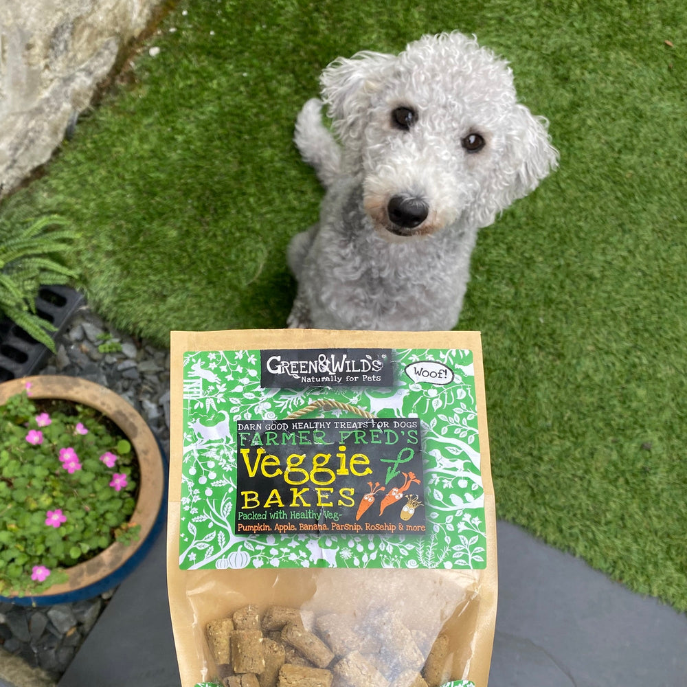 Poodle sat and looking up at a packet of veggie bakes