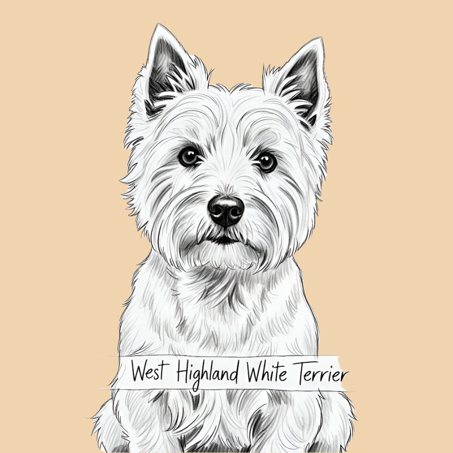 Sketch of a West Highland White Terrier – small dog breed featured in The Puggly Club eco-friendly birthday boxes