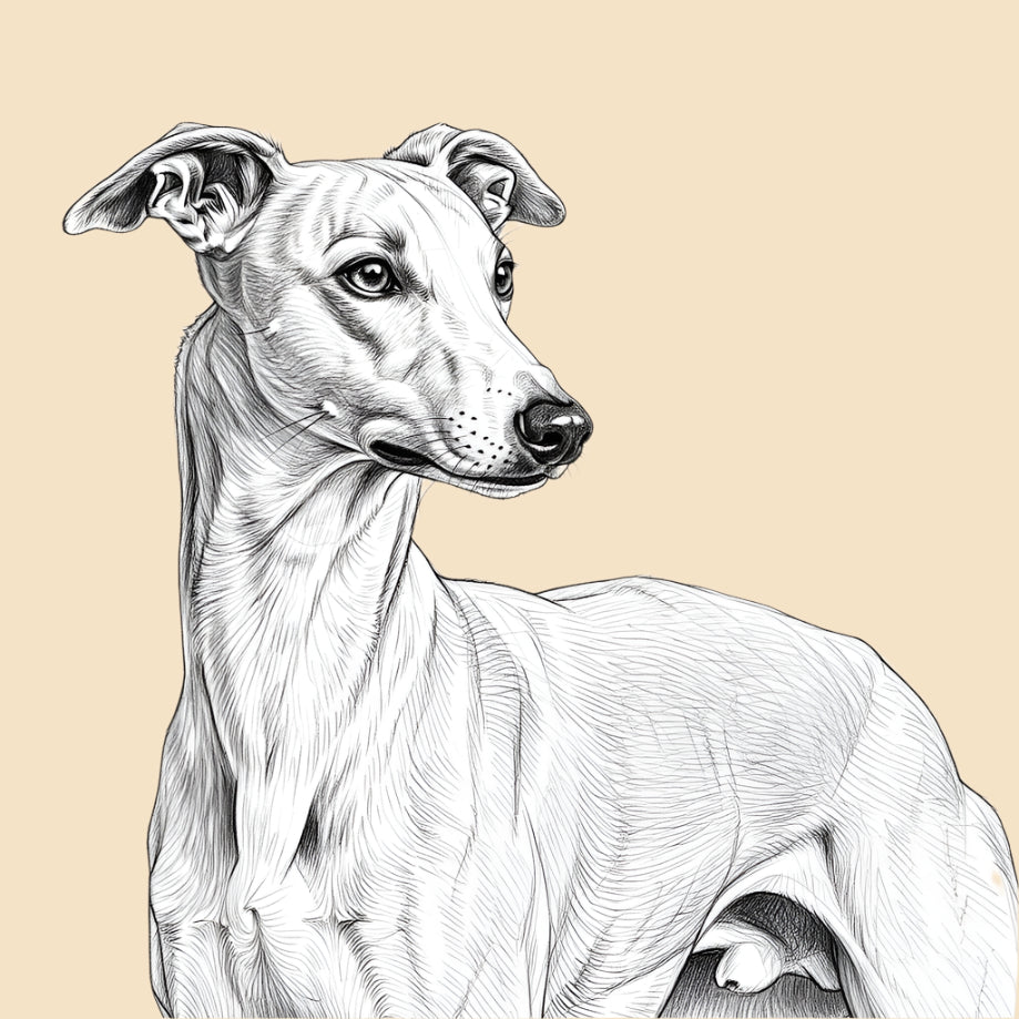 Sketch of a Whippet, medium dog breed featured in The Puggly Club eco friendly birthday boxes