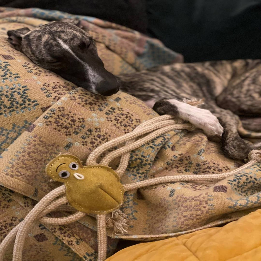 Close-up of a brindle whippet resting its head and paw near the Lily Longlegs toy on a cushion, supplied by Paw Branch.