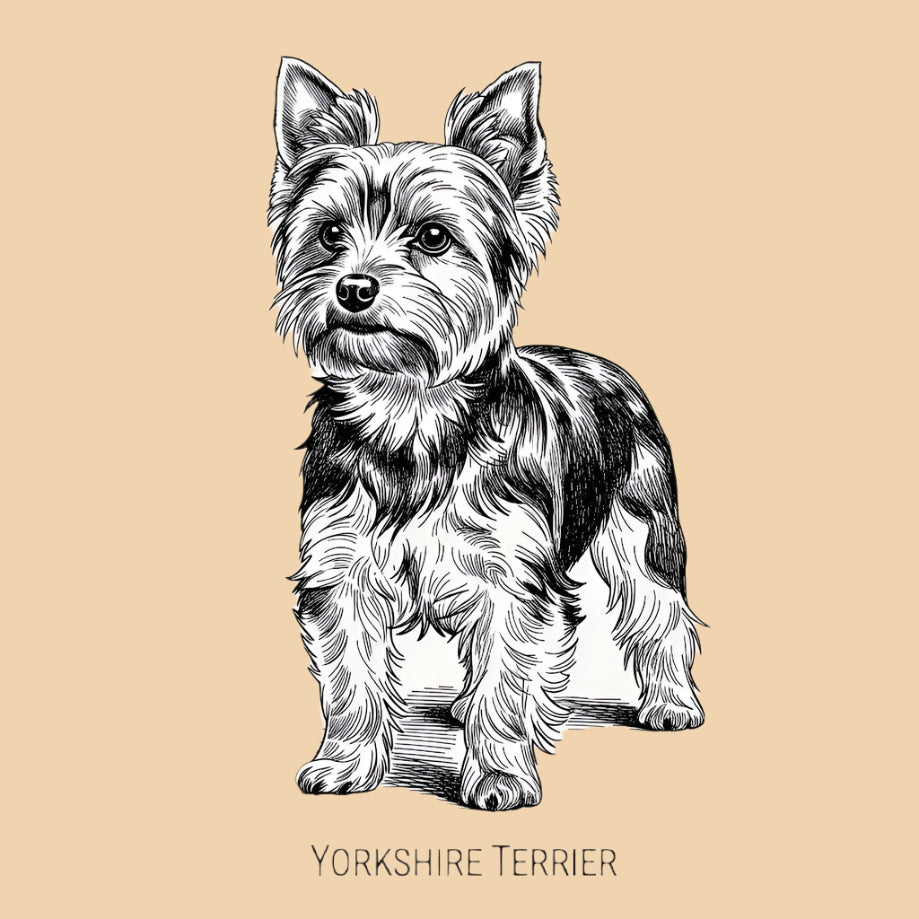 Sketch of a Yorkshire Terrier – extra small dog breed featured in The Puggly Club eco-friendly birthday boxes