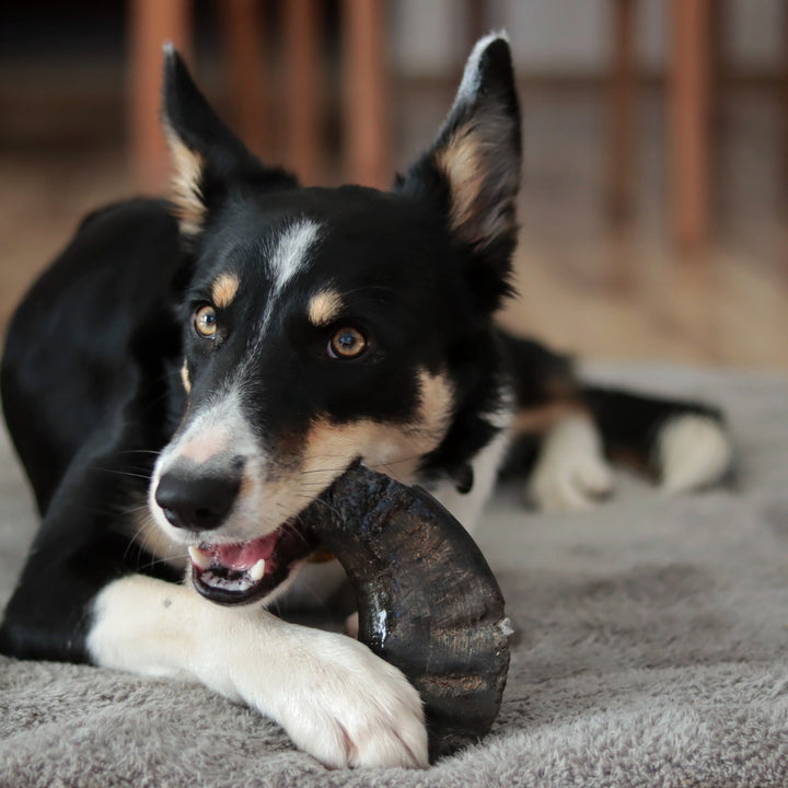 Dog lying on a carpet with a buffalo horn in its mouth