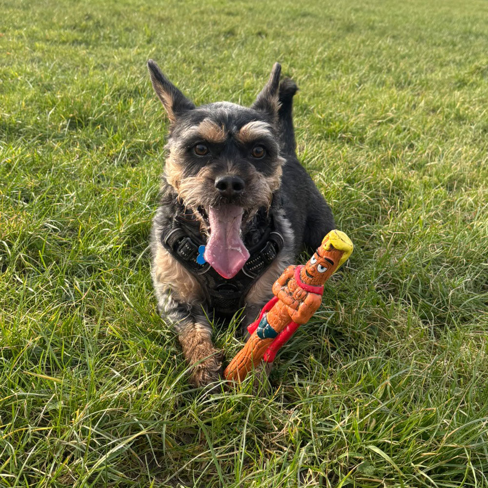 dog sat on grass looking happy with dog toy in i's paws