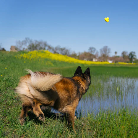 German Shepherd dog playing fetch with a earth rated ball in a pond enviroment
