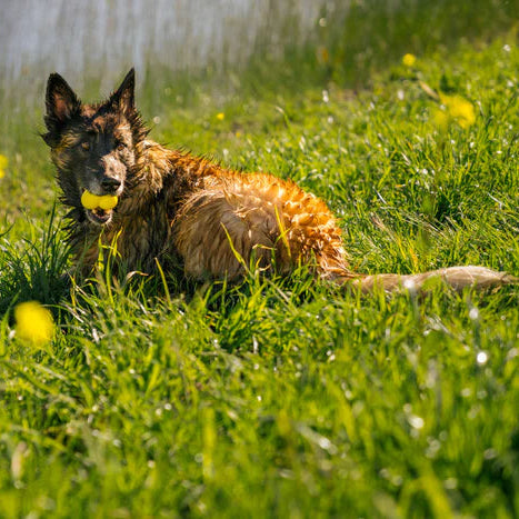 A german shepherd dog, lay down with a earth rated ball in it's mouth, the dog is wet after playing fetch in a pond.