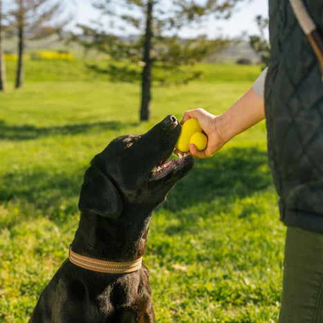 Black Lab dog being given a earth rated bll in it's mouth.
