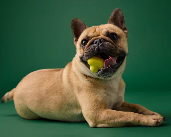 dogsat down with earth rated ball in mouth with a green background