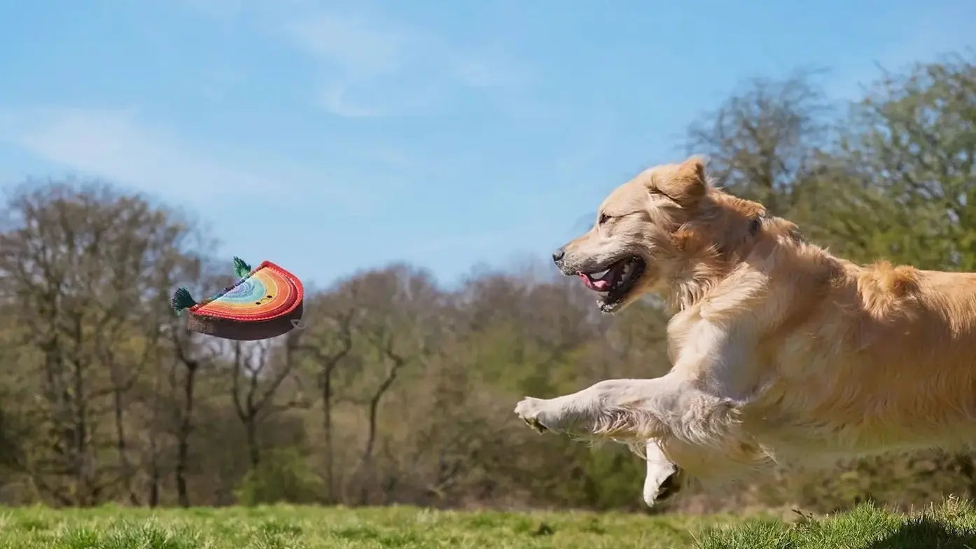 Golden retriever dog chasing a colorful toy called rainbow warrior in a grassy field with trees and blue sky in the background - supplied by Paw Branch