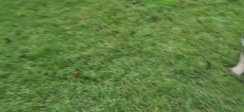 Luigi And Zeus playing fetch in the park
