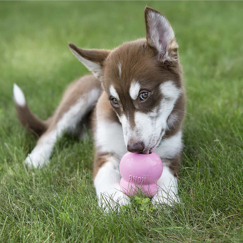 Puppy holding pink KONG rubber toy on grass surface supplied by Paw Branch