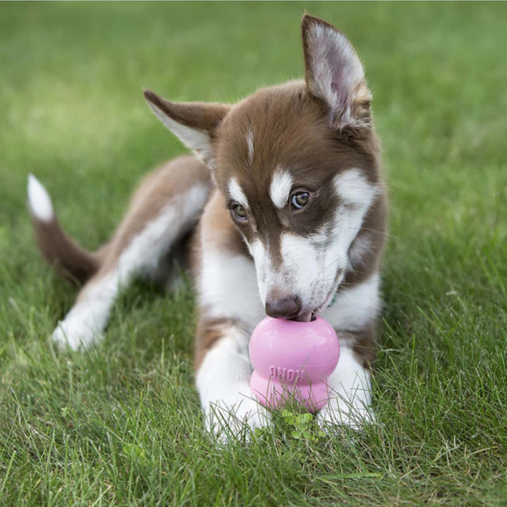 Puppy holding pink KONG rubber toy on grass surface supplied by Paw Branch