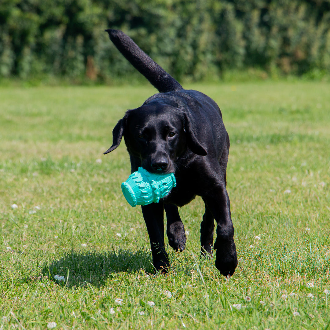 Black Labrador carrying the ANCOL Örva Treat Barrel enrichment toy on grass, supplied by Paw Branch.