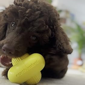 Bow Wow Birthday Box, The Deluxe for Senior Medium Sized Dogs (10–20kg)